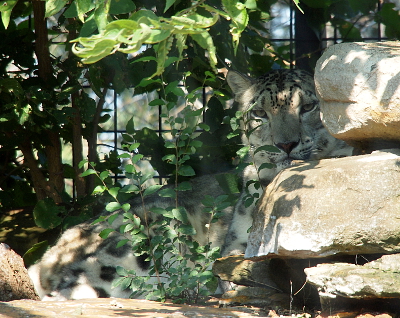 [Leopard is partially hiding behind a rock and a plant. The plant leaves and its shadows meld into the spots of the leopard.]